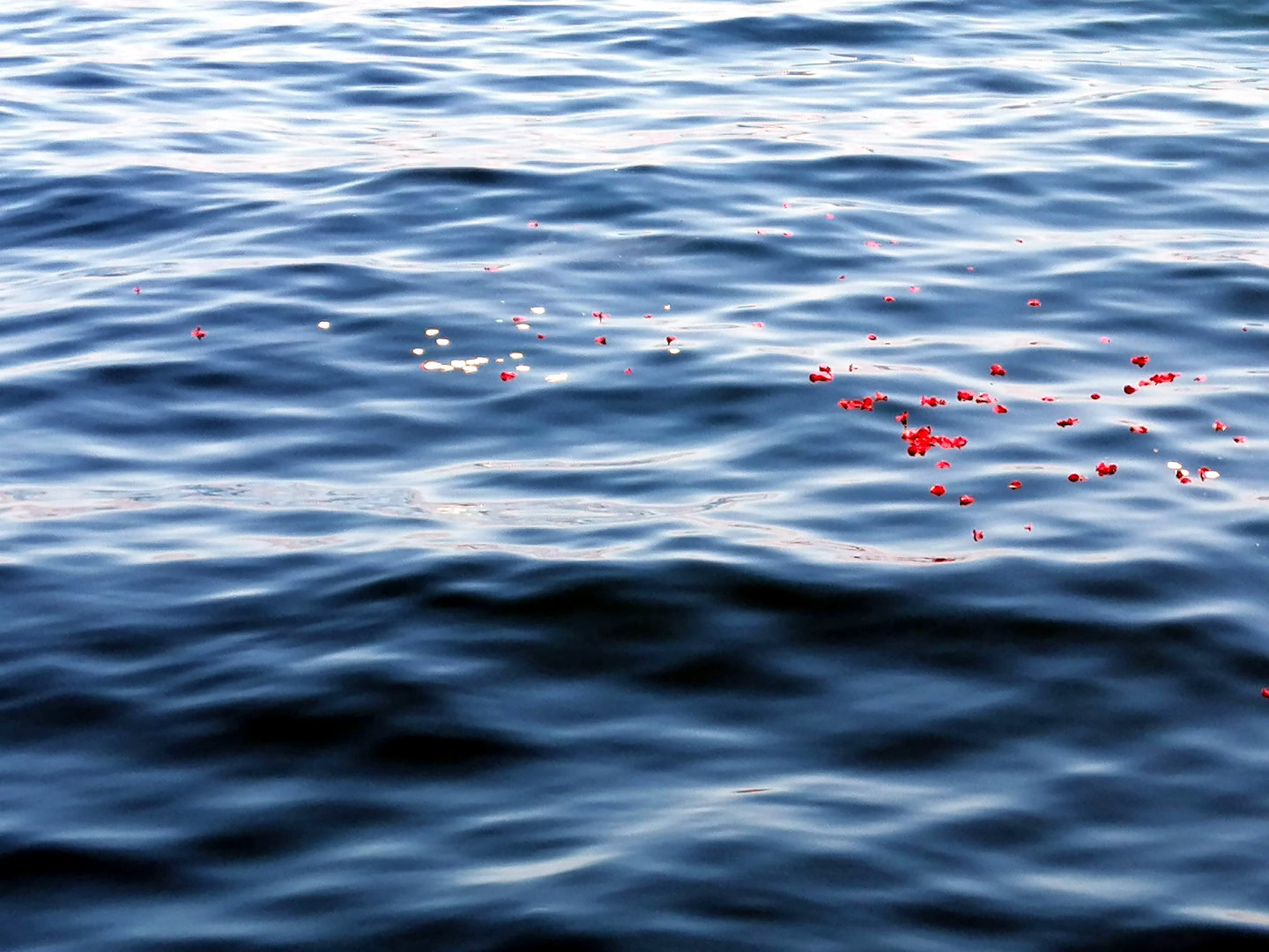 Funerales y ceremonias en el mar Paseos en lancha por la bahía de